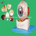 HOT SALE Eyeball Ampliar modelo, modelo de olho